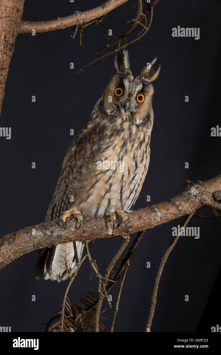 Waldohreule, Waldohr-Eule, Asio otus, long-eared owl, Le Hibou moyen-duc Stock Photo