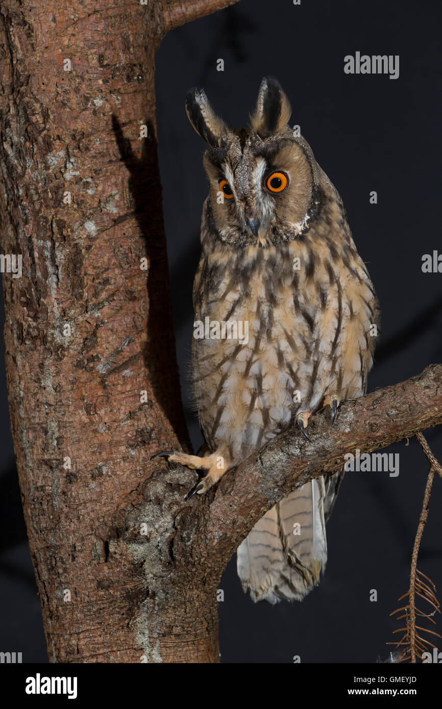 Waldohreule, Waldohr-Eule, Asio otus, long-eared owl, Le Hibou moyen-duc Stock Photo