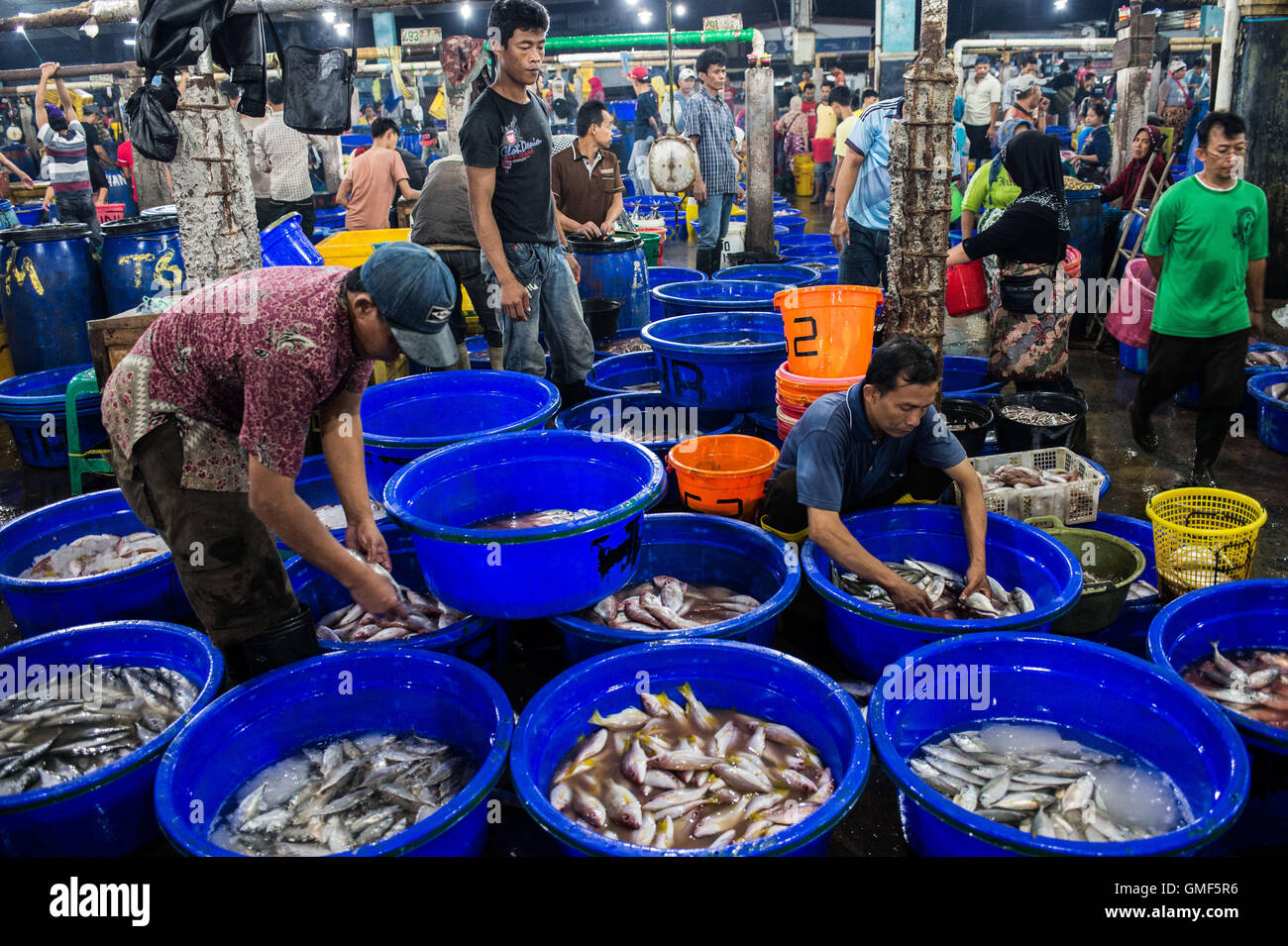 Jakarta, Indonesia. 25th Aug, 2016. Vendors arrange fish at the Muara Baru fish market in north Jakarta, Indonesia, Aug. 25, 2016. © Veri Sanovri/Xinhua/Alamy Live News Stock Photo