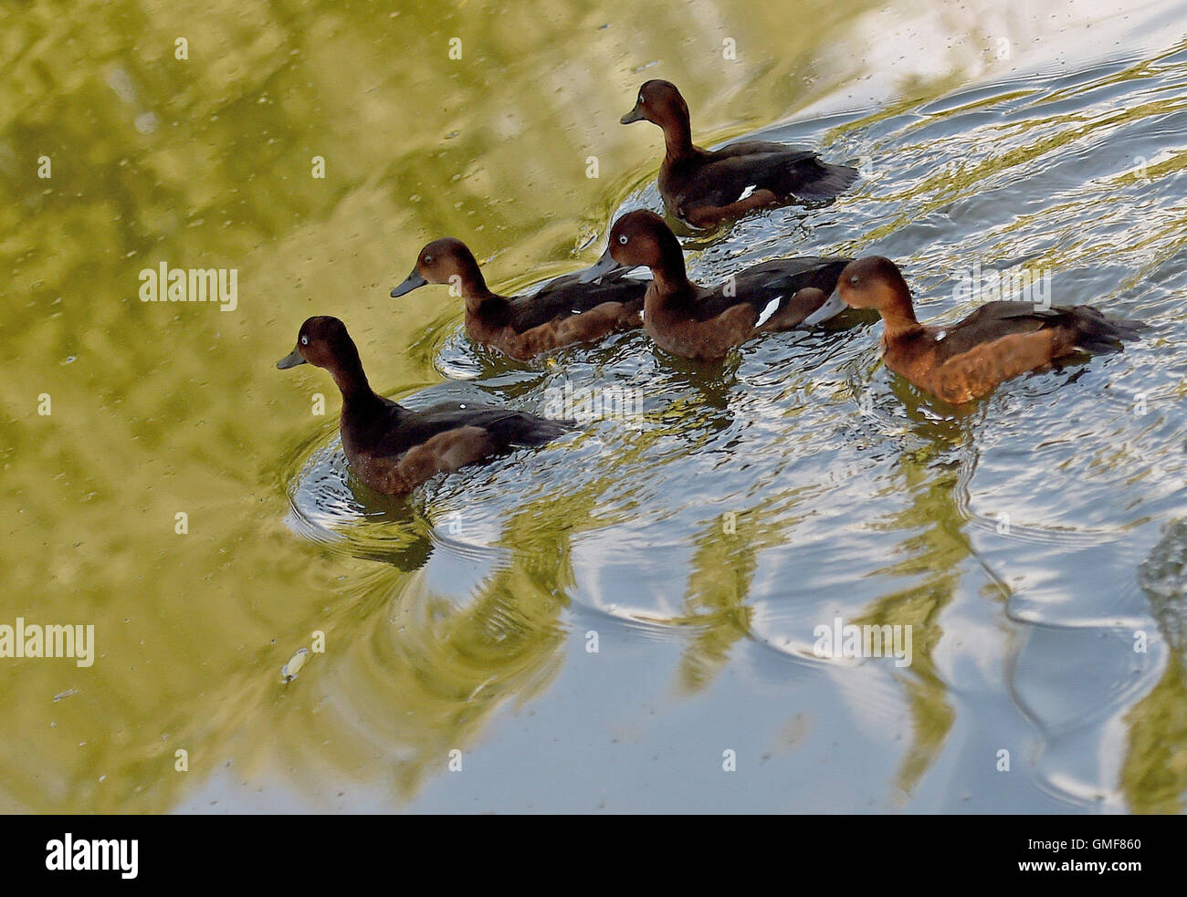 Ferruginous ducks swim in the Hagenburger canal on Lake Steinhude in the Hanover, Germany, 26 August 2016. A project to reintroduce ferruginous ducks to Lake Steinhude has been underway since early 2012. The Lower Saxon NABU (Nature and Biodiversity Conservation Union) has reintroduced around 400 animals as part of this project, which is being conducted in cooperation with the Lake Steinhude Ecological Protection Station (OSSM) and the Sachsenhagen Wildlife and Species Protection Station. Photo: HOLGER HOLLEMANN/dpa Stock Photo