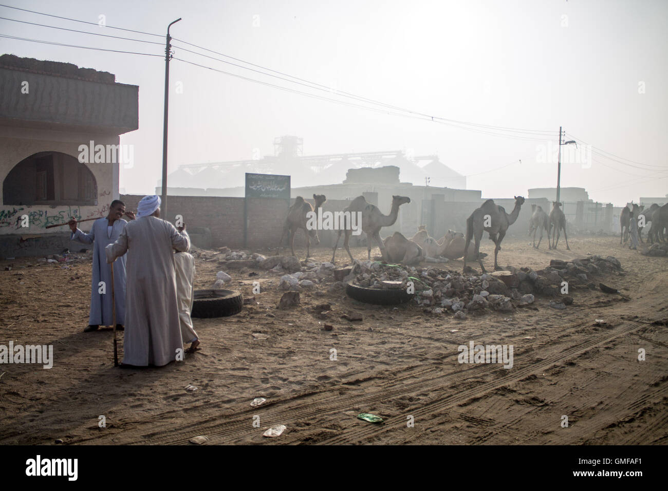 Cairo, Egypt. 26th Aug, 2016. A camel vender leads his camel at the ...