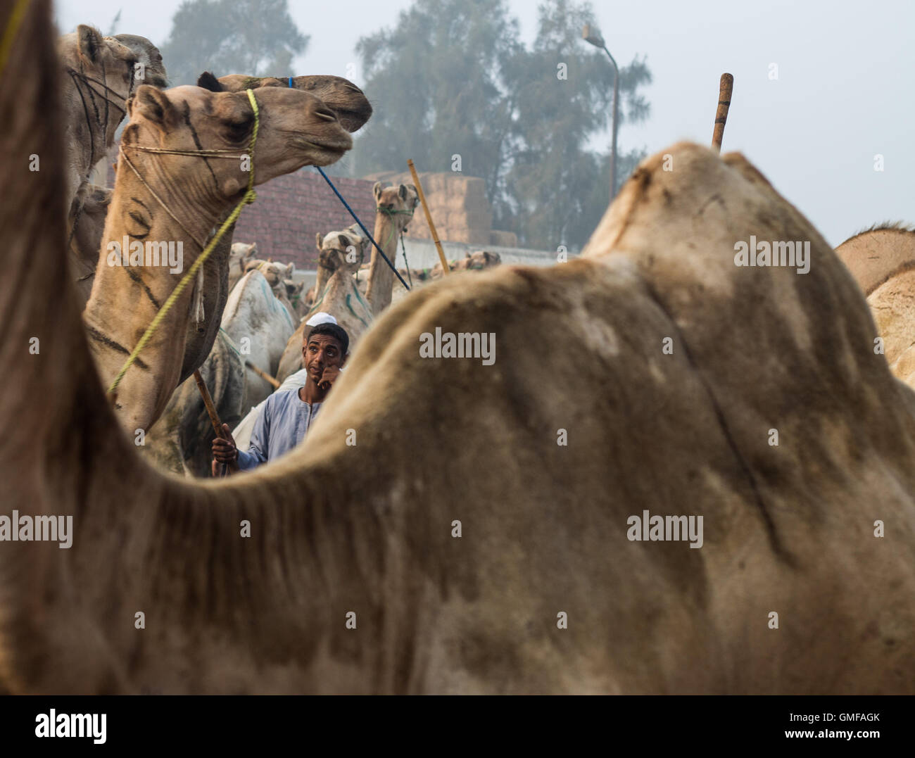 Cairo, Egypt. 26th Aug, 2016. A camel vender leads his camel at the ...