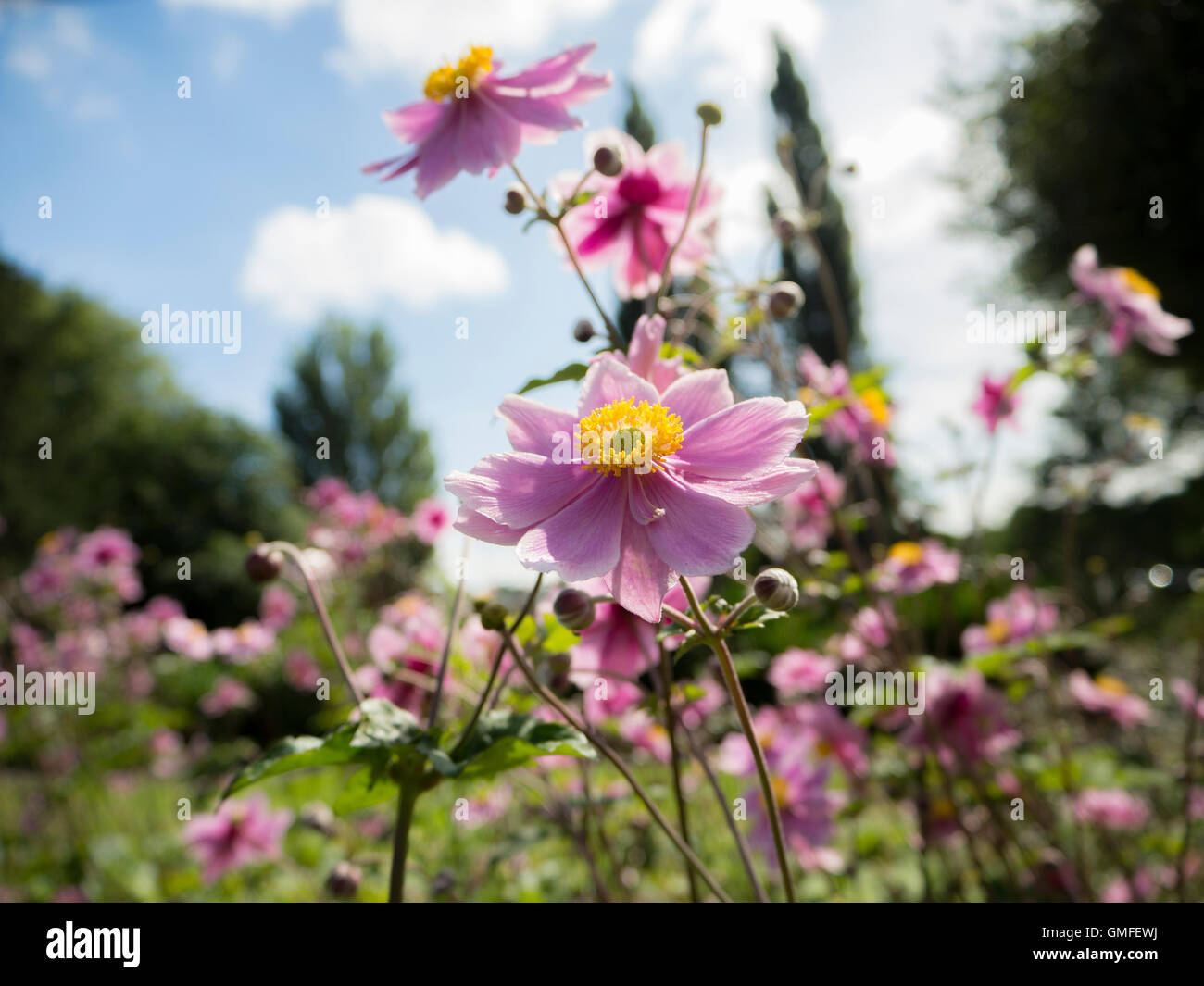 Anemone flowers Stock Photo