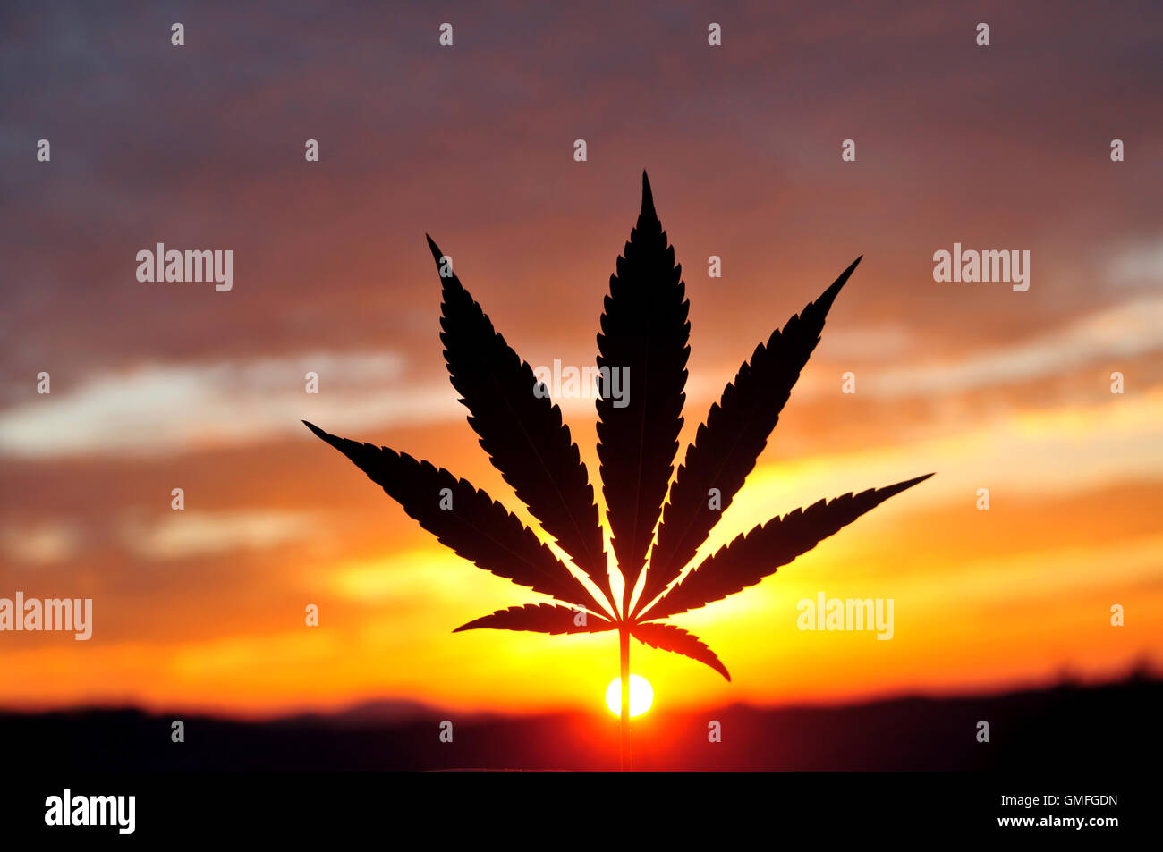 Cannabis leaf silhouette at early morning sunrise Stock Photo