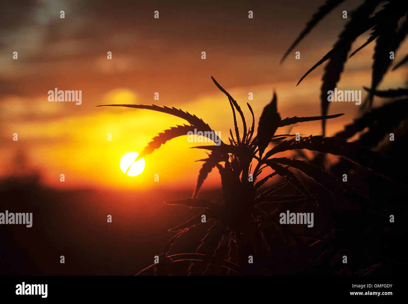 Silhouette of cannabis plant in early morning Stock Photo
