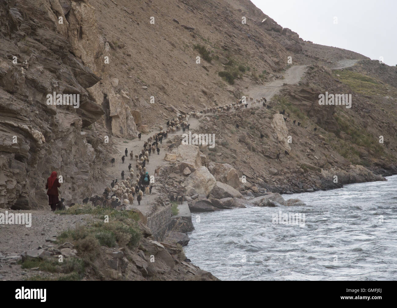 Sheeps and goats on a narrow mountain road, Badakhshan province, Qazi deh, Afghanistan Stock Photo