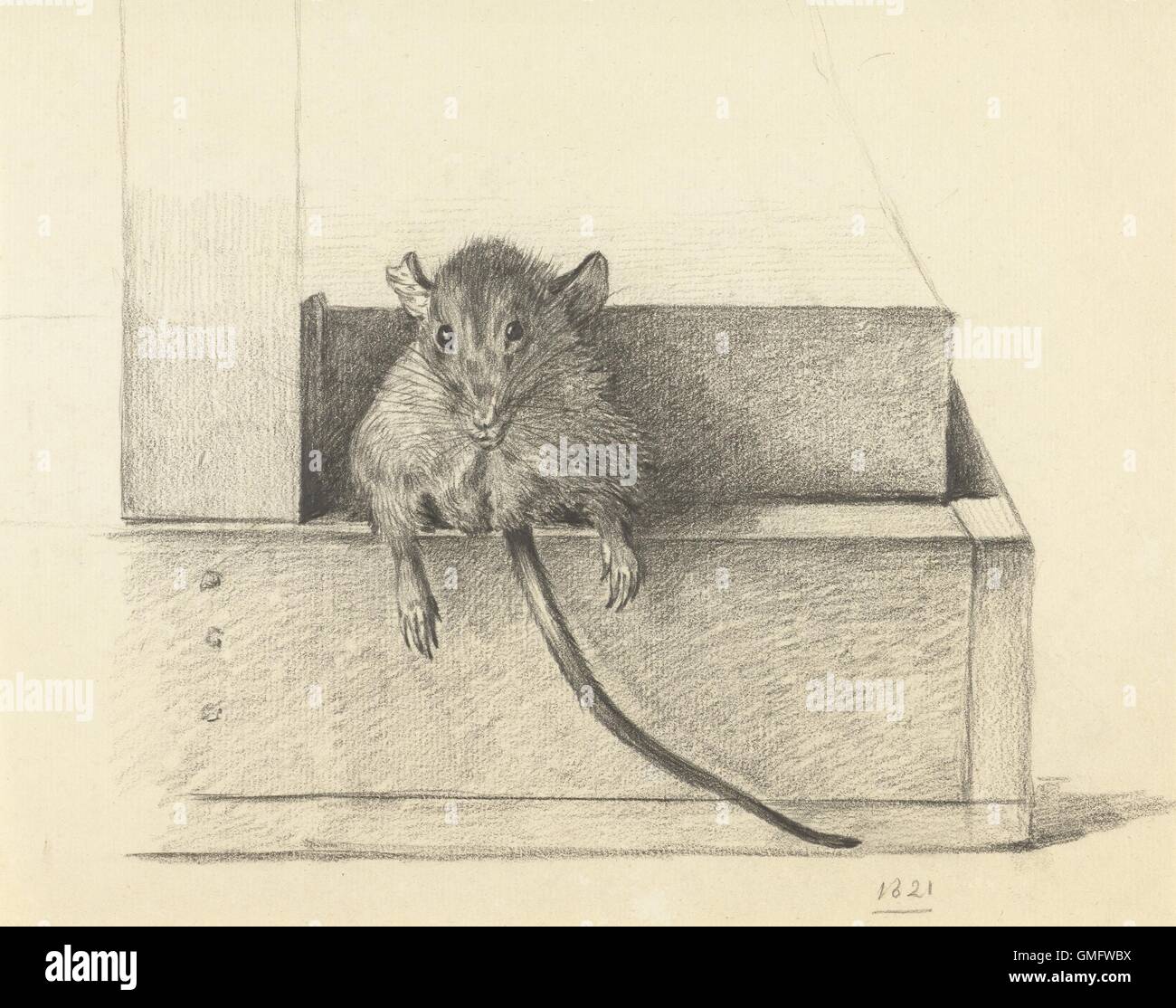 rat drawing 10002  Realistic animal drawings Animal drawings Rats