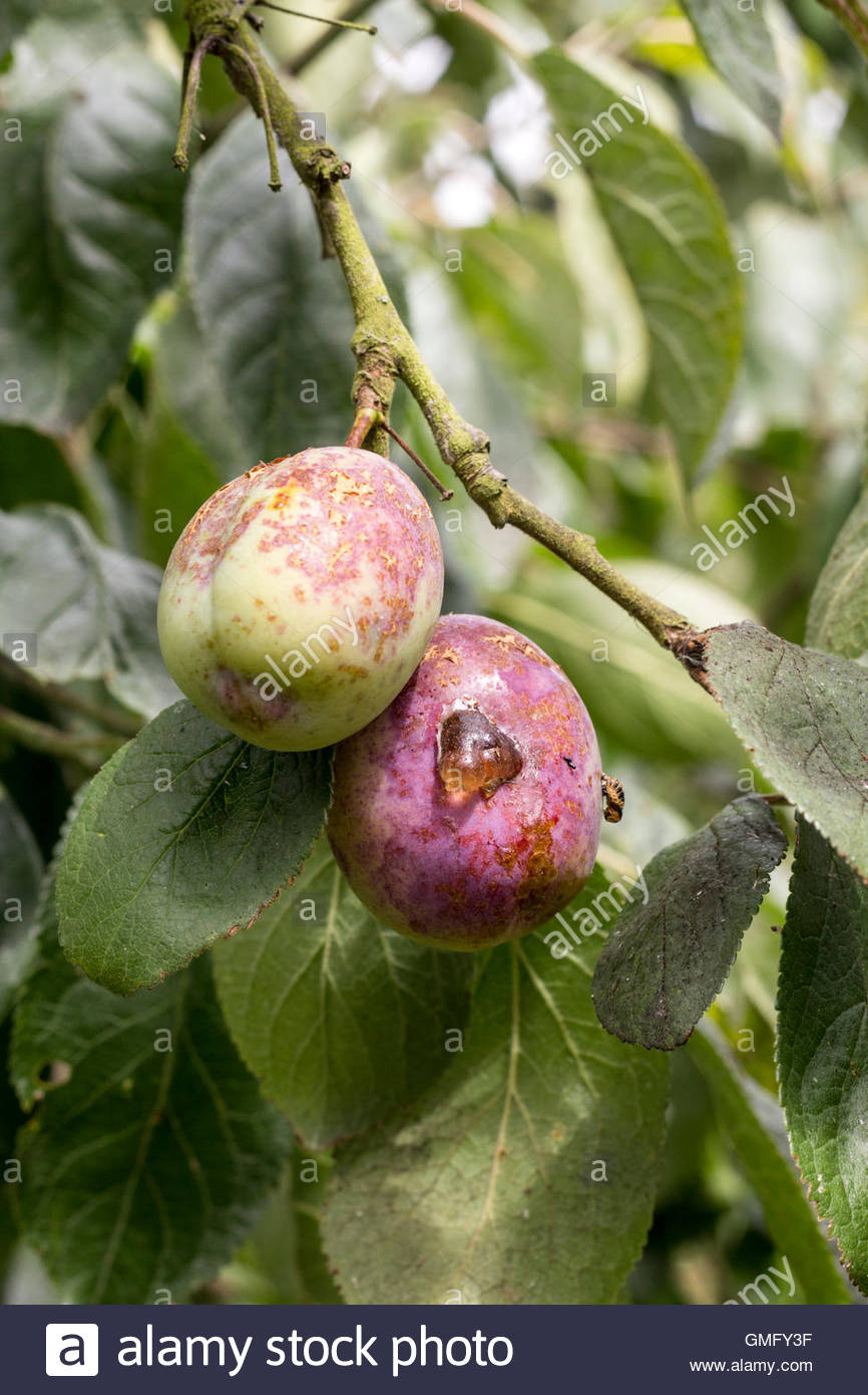 Plum Tree Disease High Resolution Stock Photography and Images Alamy