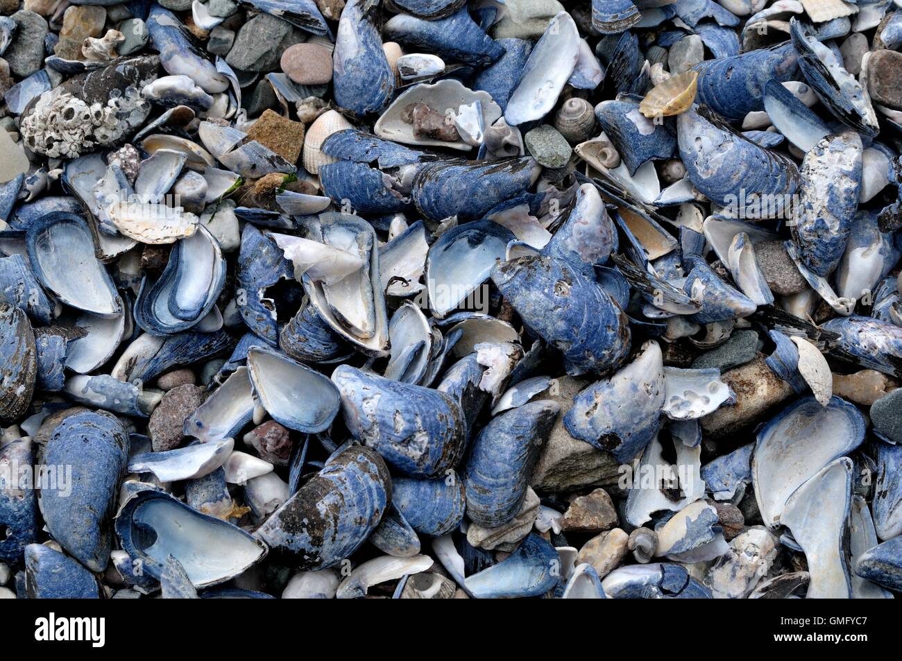 Shells on the shore Stock Photo