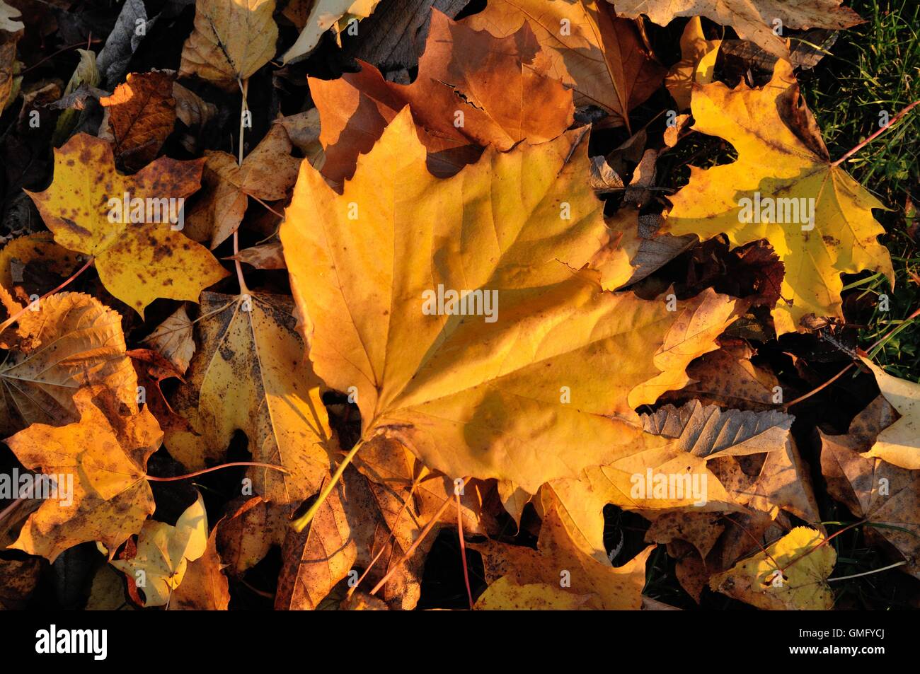 Sycamore leaves on ground hi-res stock photography and images - Alamy