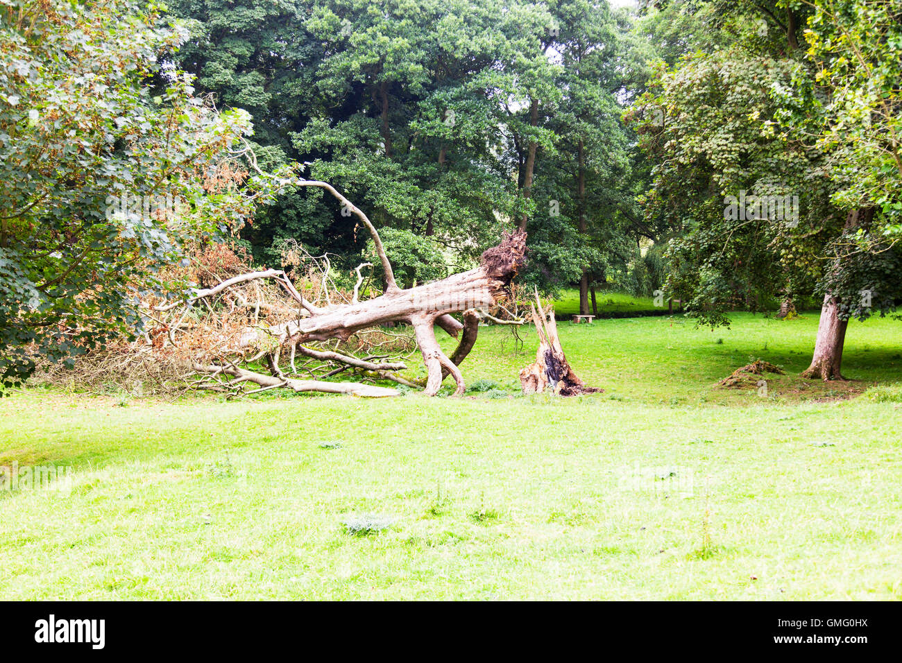 Broken tree storm damage to trees snapped at base rotten trunk Louth Lincolnshire UK England GB Stock Photo
