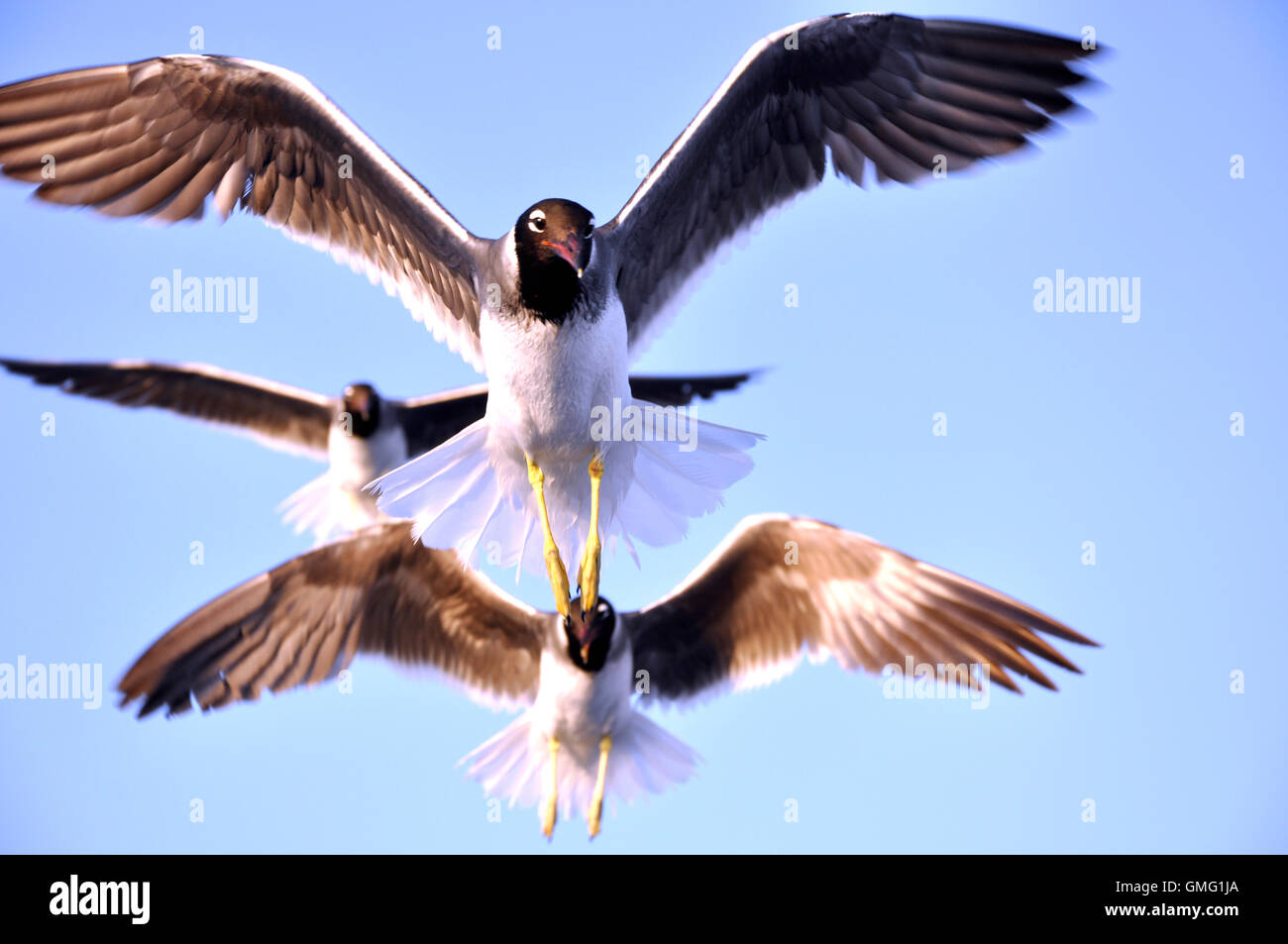 Seagulls flying in Egypt Stock Photo - Alamy