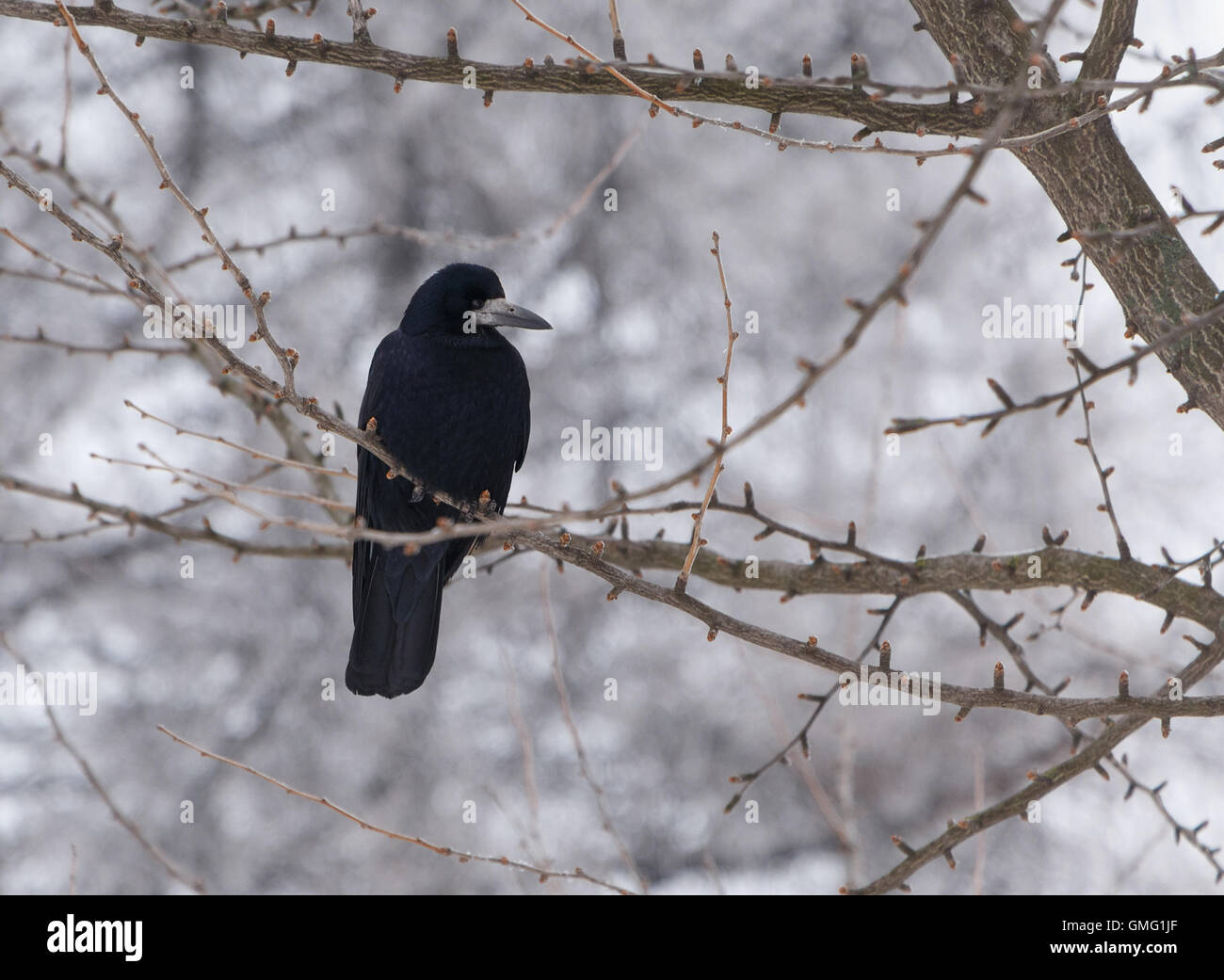 Raven tree hi-res stock photography and images - Alamy