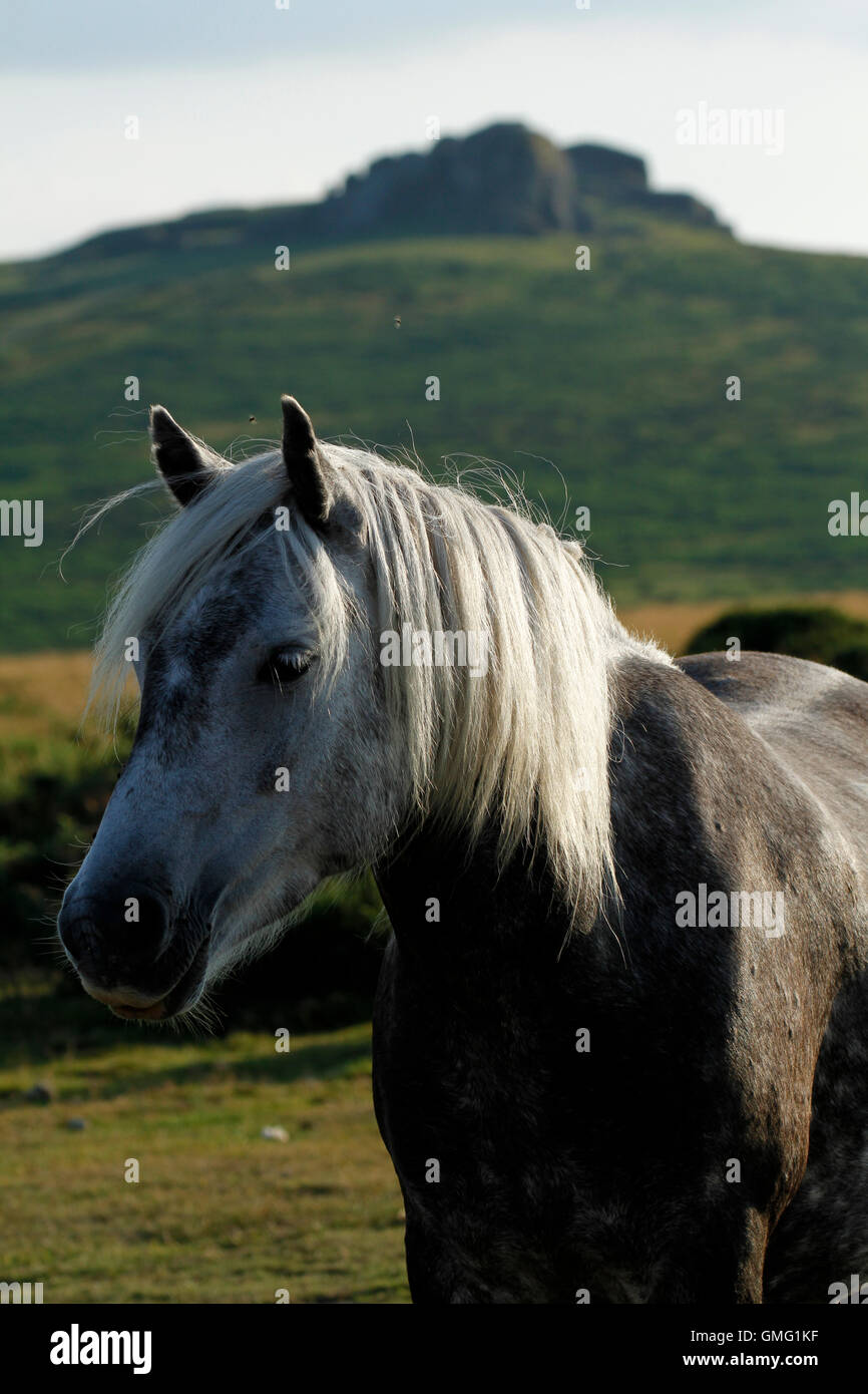 Pinchaford hires stock photography and images Alamy