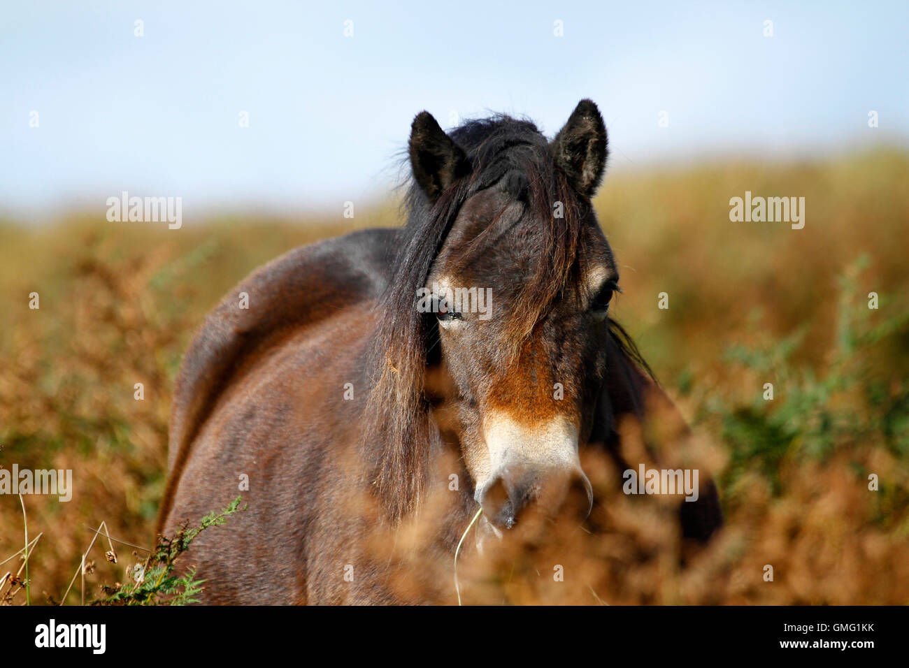 A very fat & happy pure Exmoor pony almost hidden amid the tall bracken on the moorland.free to roam anywhere Stock Photo
