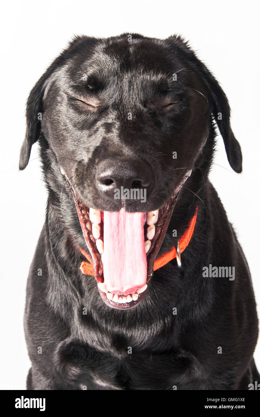 Black labrador yawning Stock Photo Alamy