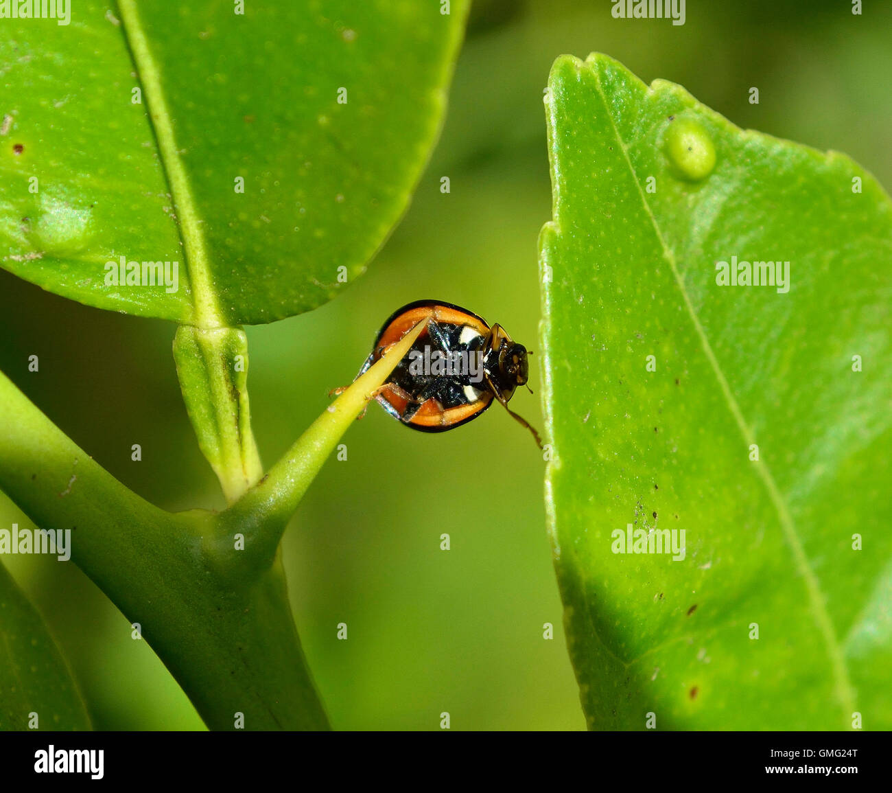 Ladybird bug underside Stock Photo