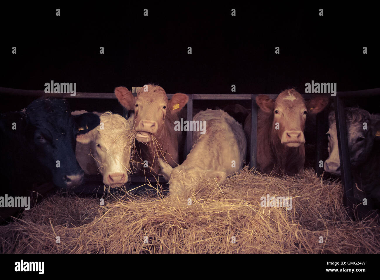 Chewing the cud Stock Photo Alamy