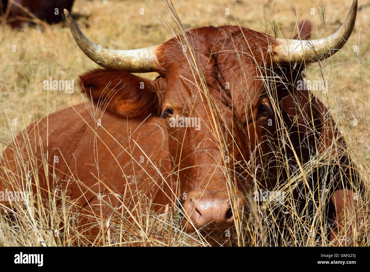 Red Bonsmara Cow Stock Photo