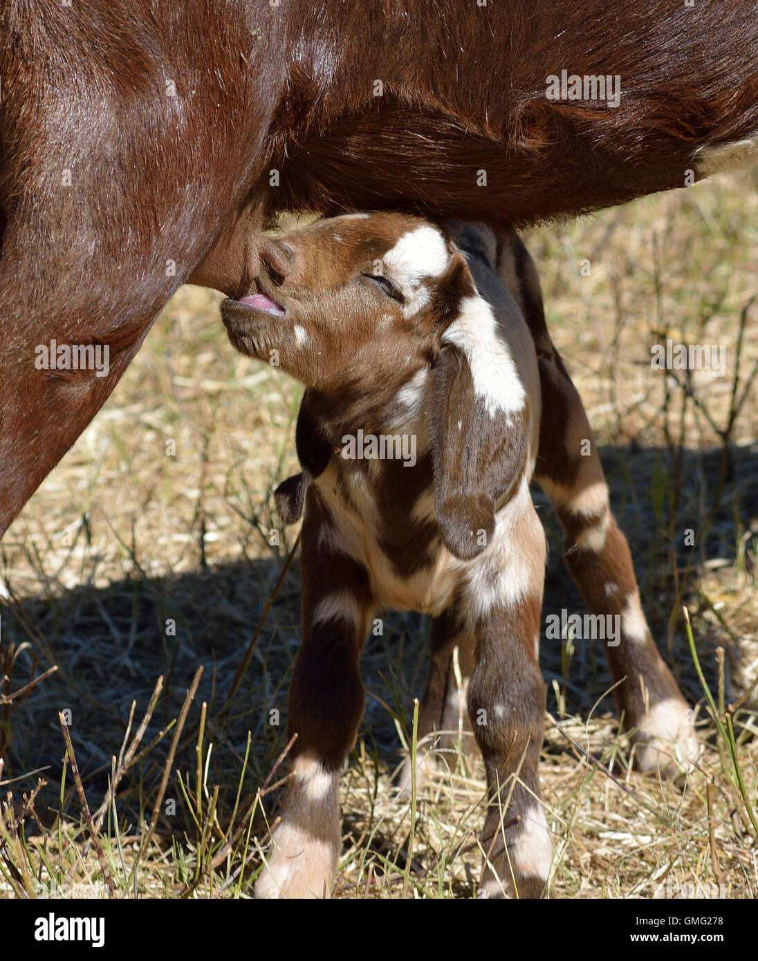 Kid suckling on mother goat Stock Photo