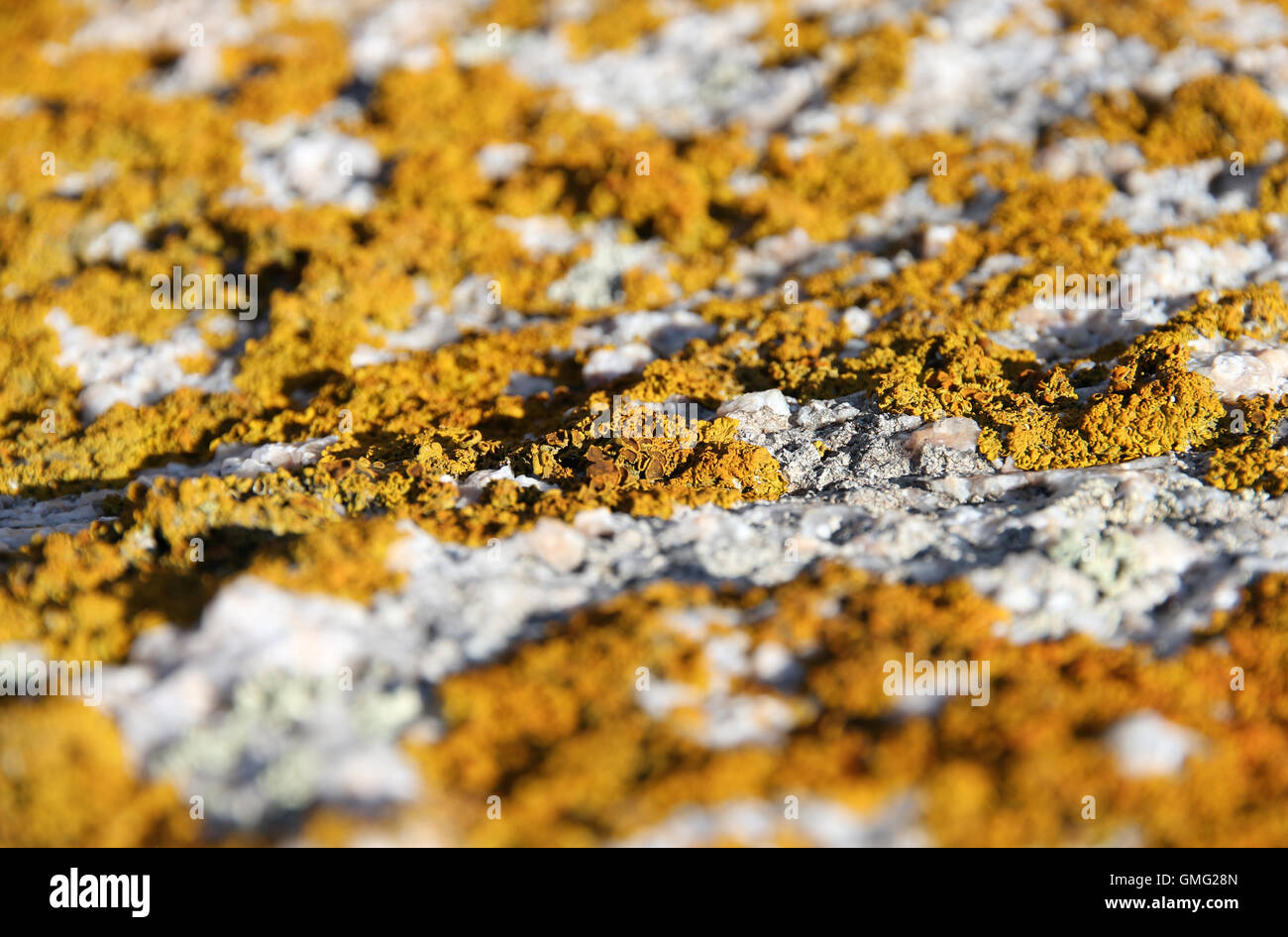 yellow lichen on granite rocks Sardinia Stock Photo