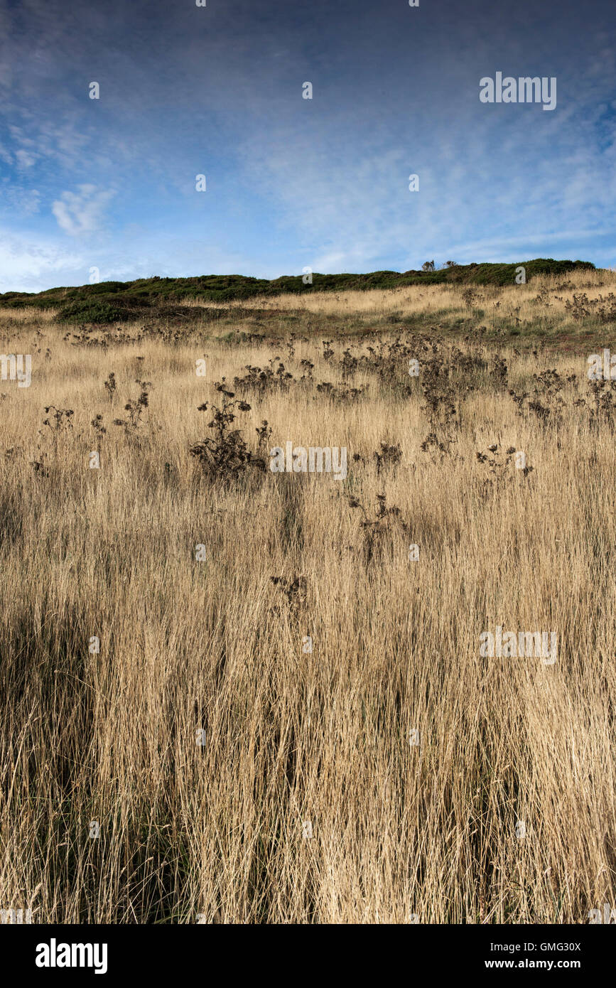 Grass on East Pentire in Cornwall. Stock Photo