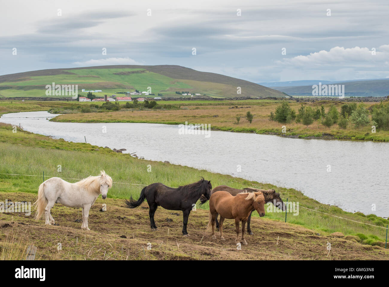 Icelandic horses in northern Iceland Stock Photo - Alamy