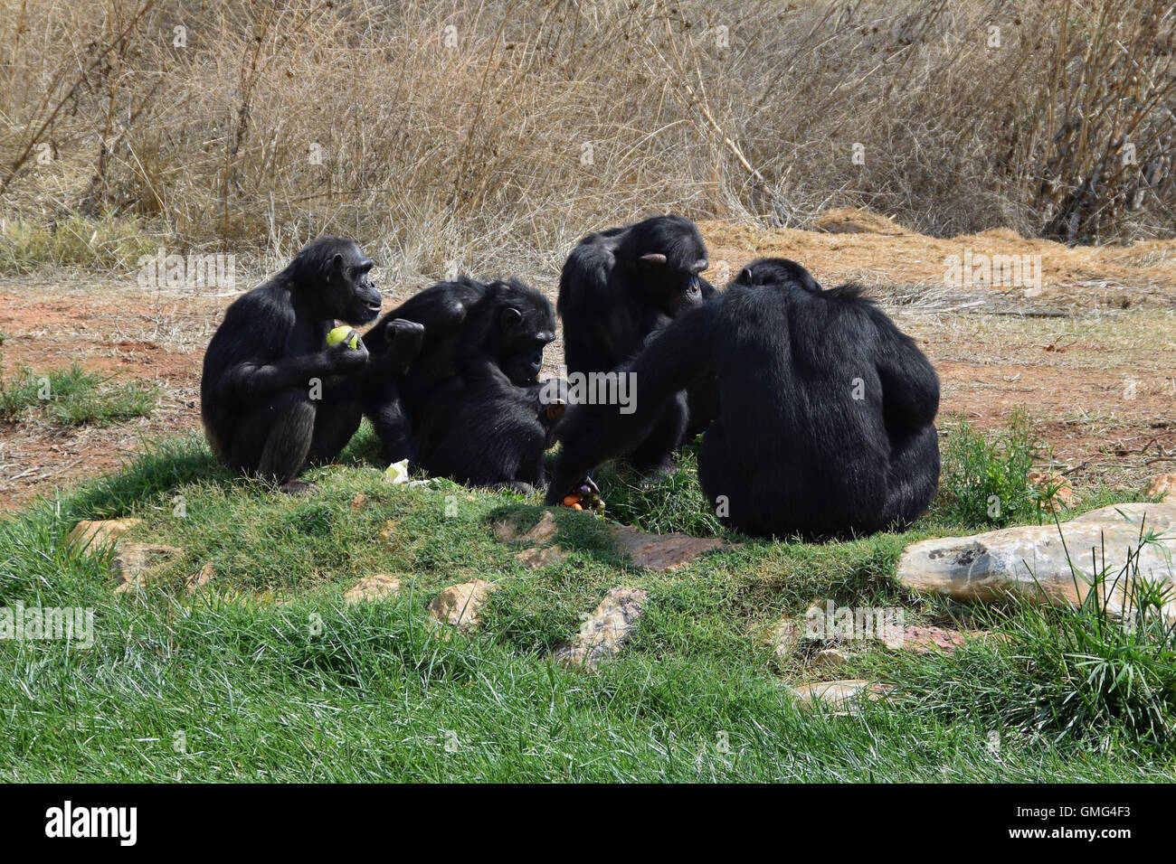 Group of chimpanzees feeding on vegetables. Wild animals sitting on grass. Stock Photo