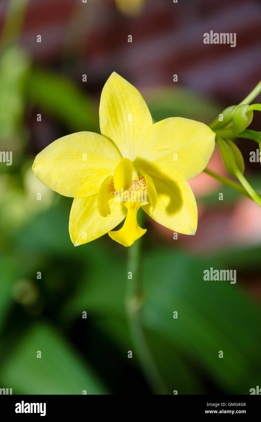 Beautiful yellow flower on tree of Ground Orchid or Spathoglottis Kimballiana Stock Photo