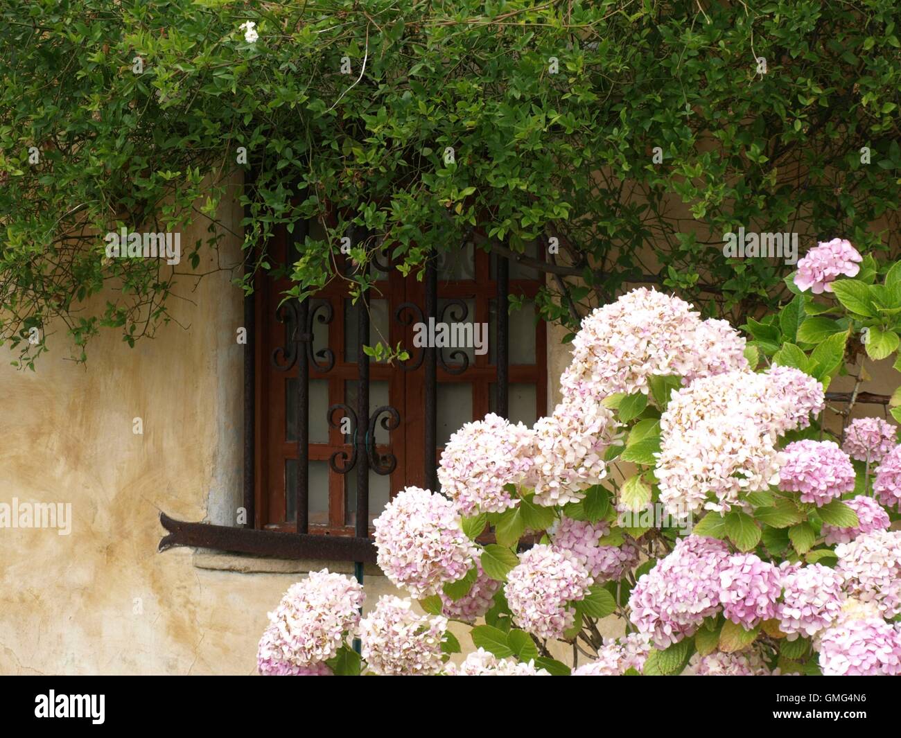 Hydrangea Windows Hydrangea by the window hi-res stock photography and images - Alamy