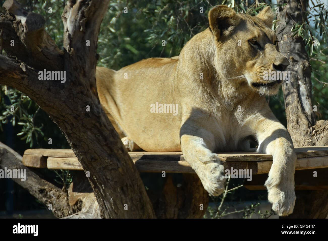 African lioness resting on wooden platform. Wild animal. Stock Photo