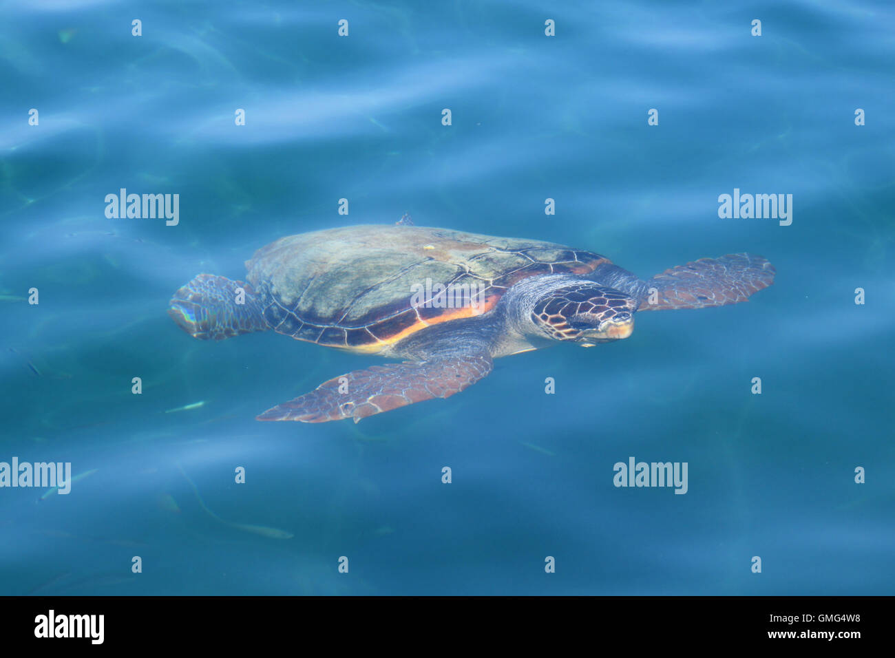 Caretta caretta loggerhead sea turtle swimming underwater in Zakynthos Greece. Endangered animal species. Stock Photo