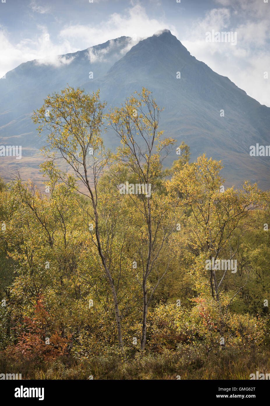 Birch trees in front of Sron na Creise, Stob a' Ghlais Choire, Glen Etive, autumn, Scottish Highlands, Scotland Stock Photo