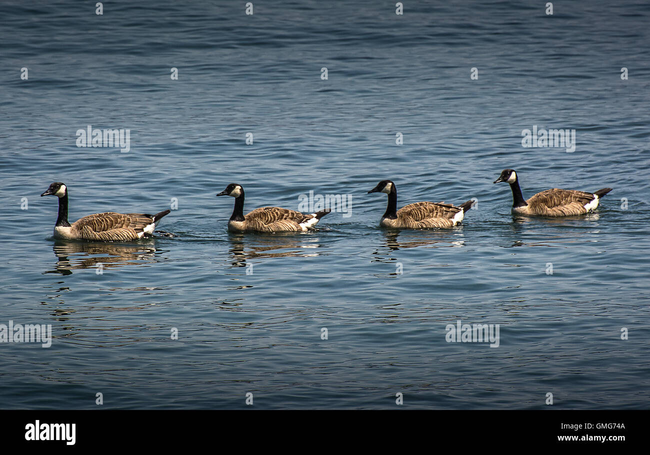 Canada Geese, Stanley Park, Vancouver, BC Stock Photo