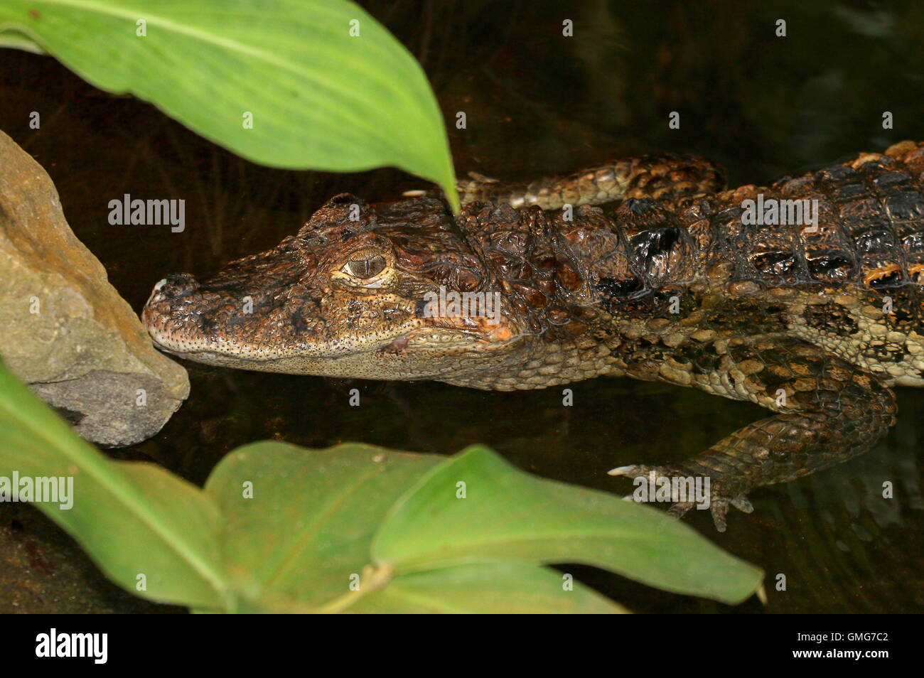 Caiman latirostris hires stock photography and images Alamy