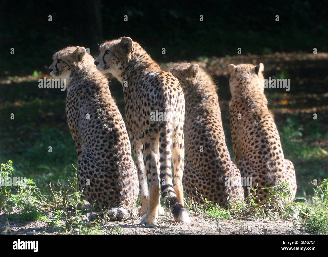 Mother Cheetah (Acinonyx jubatus) with three adolescent cubs, backlit.in the evening sun Stock Photo