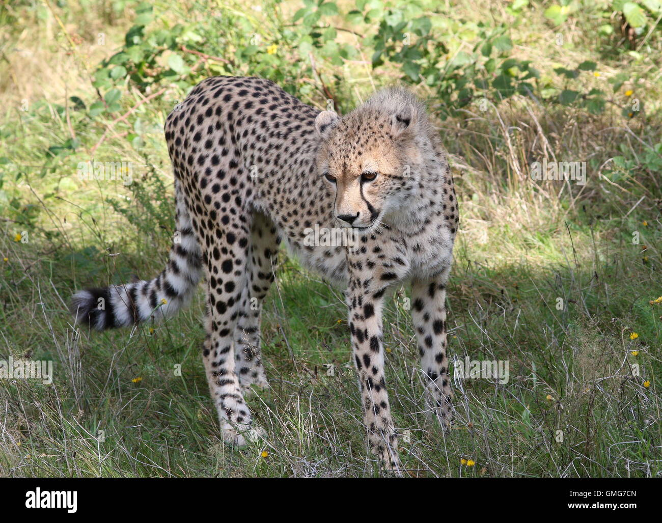Cheetah coloring pages zuma