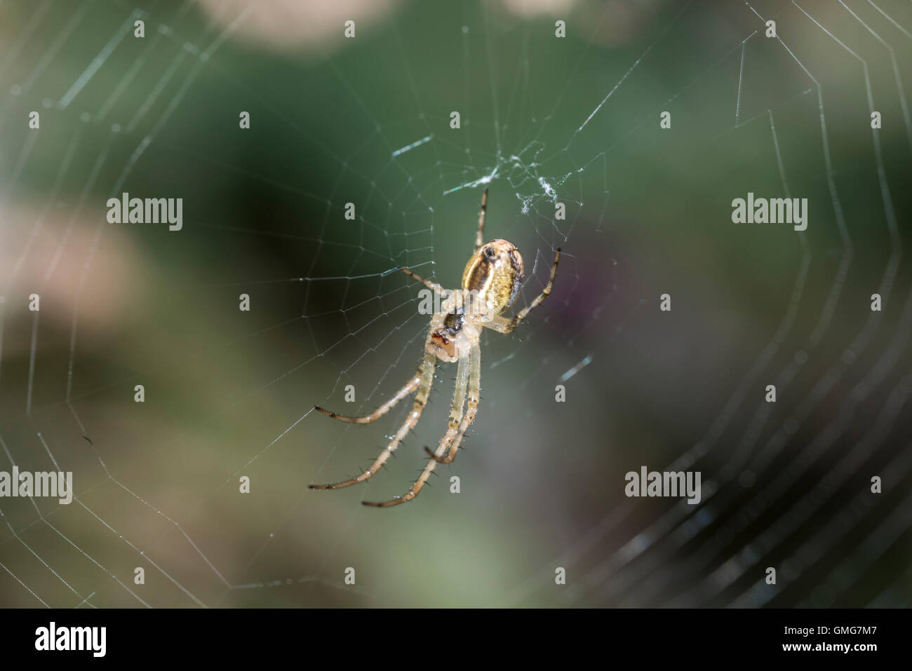 Underside of a spider on a web possibly a Theridon species (but not certain) Stock Photo