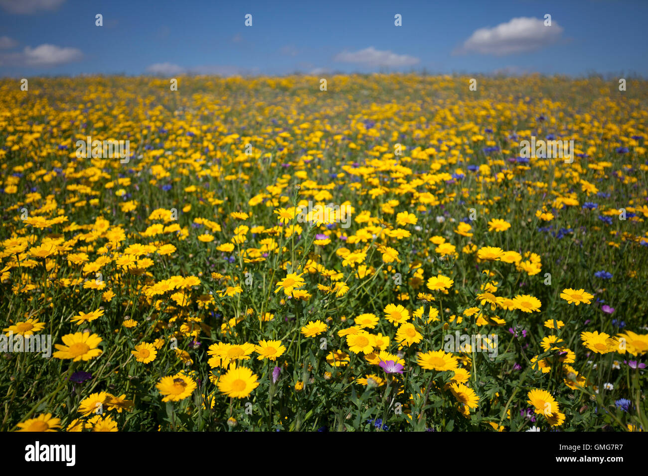 Blue field of flowers hi-res stock photography and images - Alamy