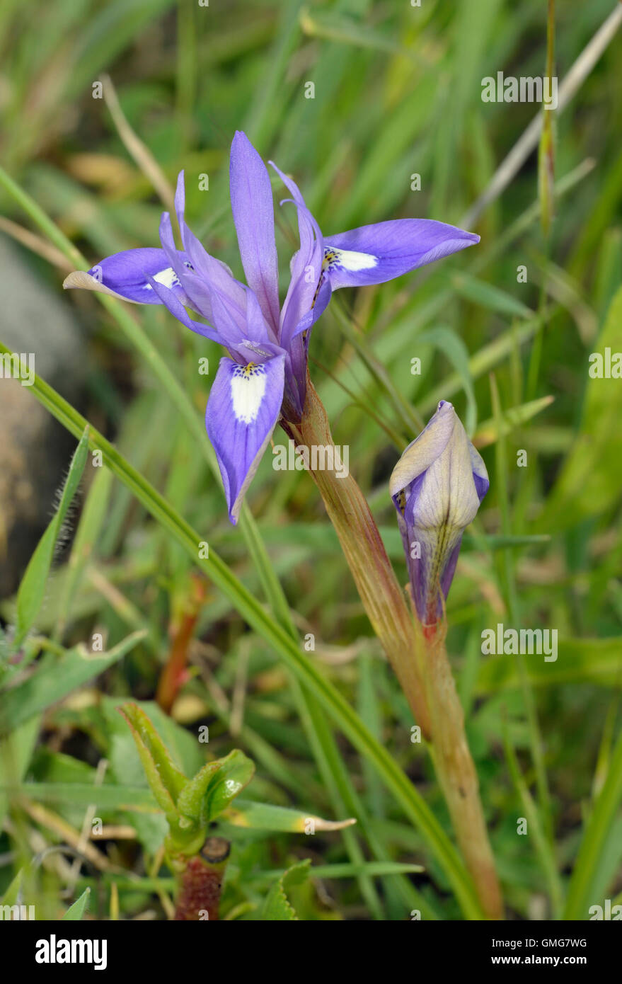 Barbary Nut - Moraea sisyrinchium Mediterranean flower that opens mid day Known as the One O'clock Iris Stock Photo