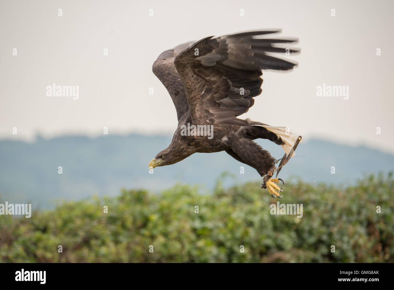 Sea Eagle at Eagle Heights, Kent Stock Photo
