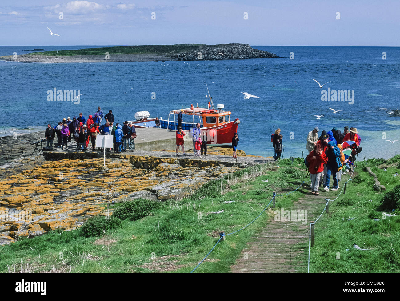 Visitors arrive on the Inner Farne, off the coast of Northumberland, UK. Arctic Terns, nesting near by, dive bomb the visitors. Stock Photo