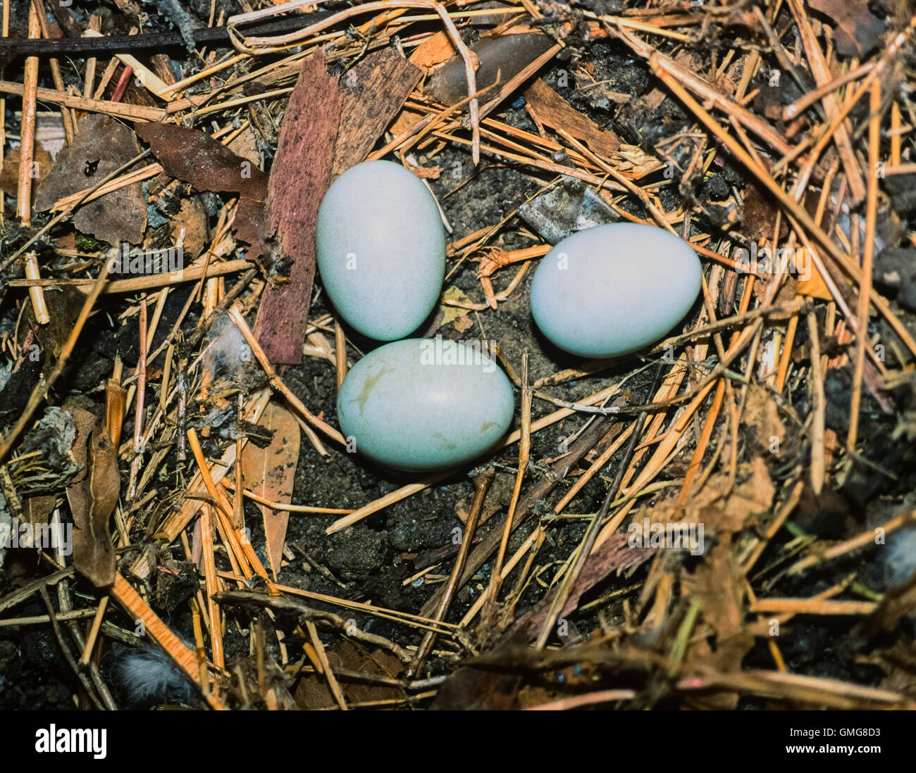 Hoopoe nest, Upupa epops, three eggs on ground nest, Bharatpur, India Stock Photo