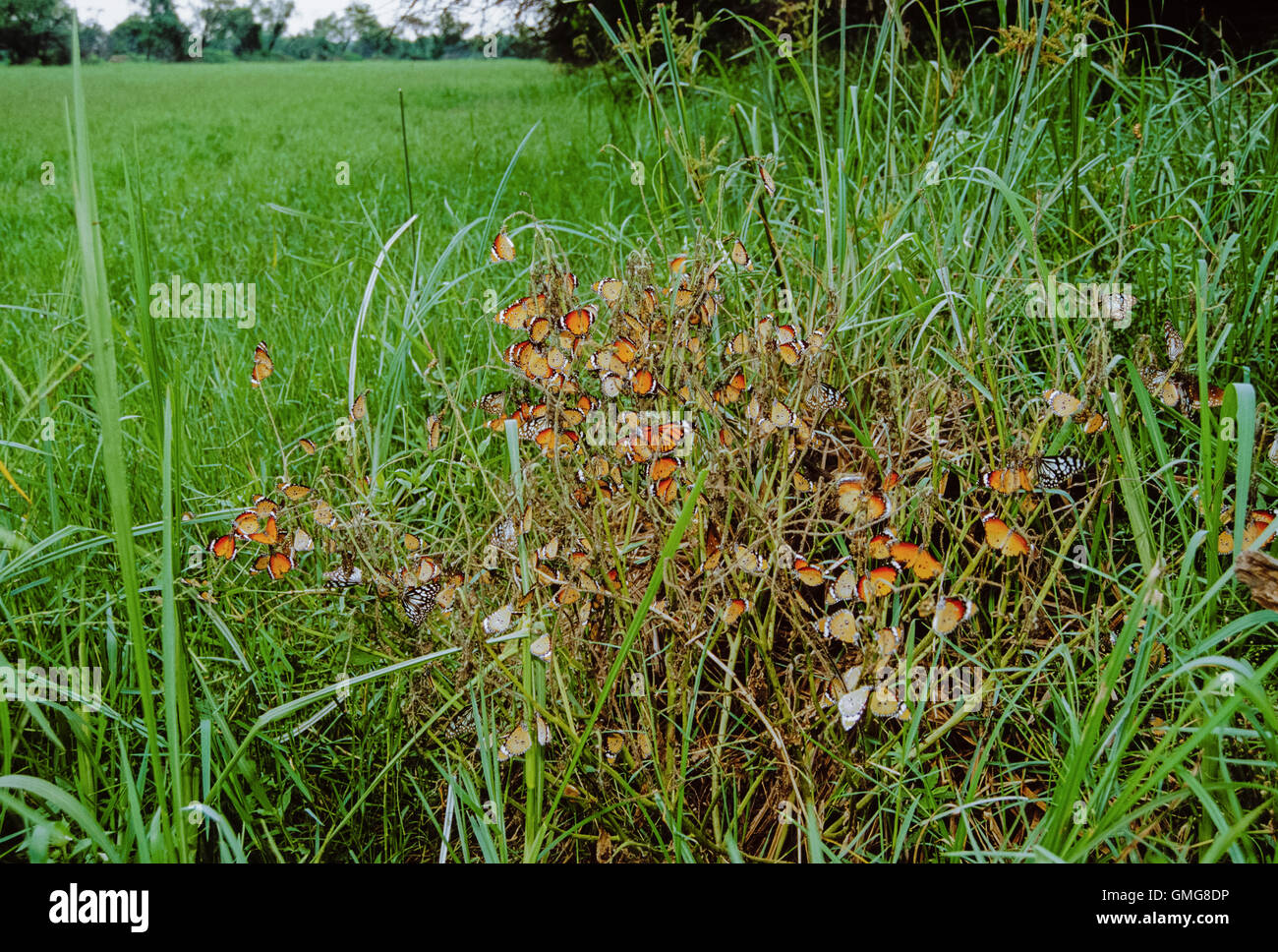 Plain Tiger, (Danaus chrysippus), and Glassy Tiger, (Parantica aglea) colony, Rajasthan, India Stock Photo