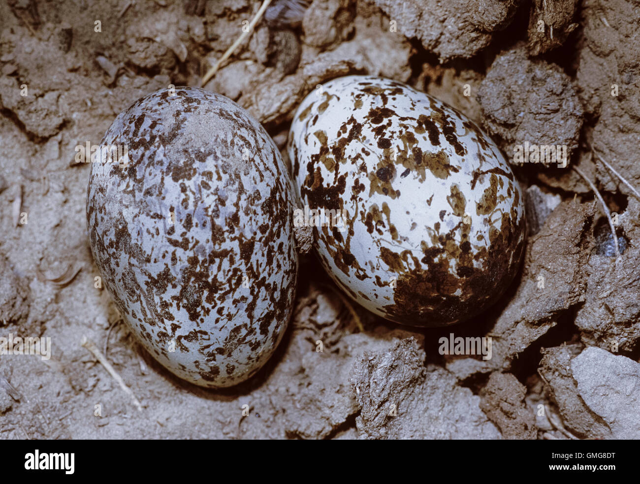 Indian Stone-curlew eggs in nest scrape, Burhinus indicus, (also called thick-knee),  Bharatpur, India Stock Photo