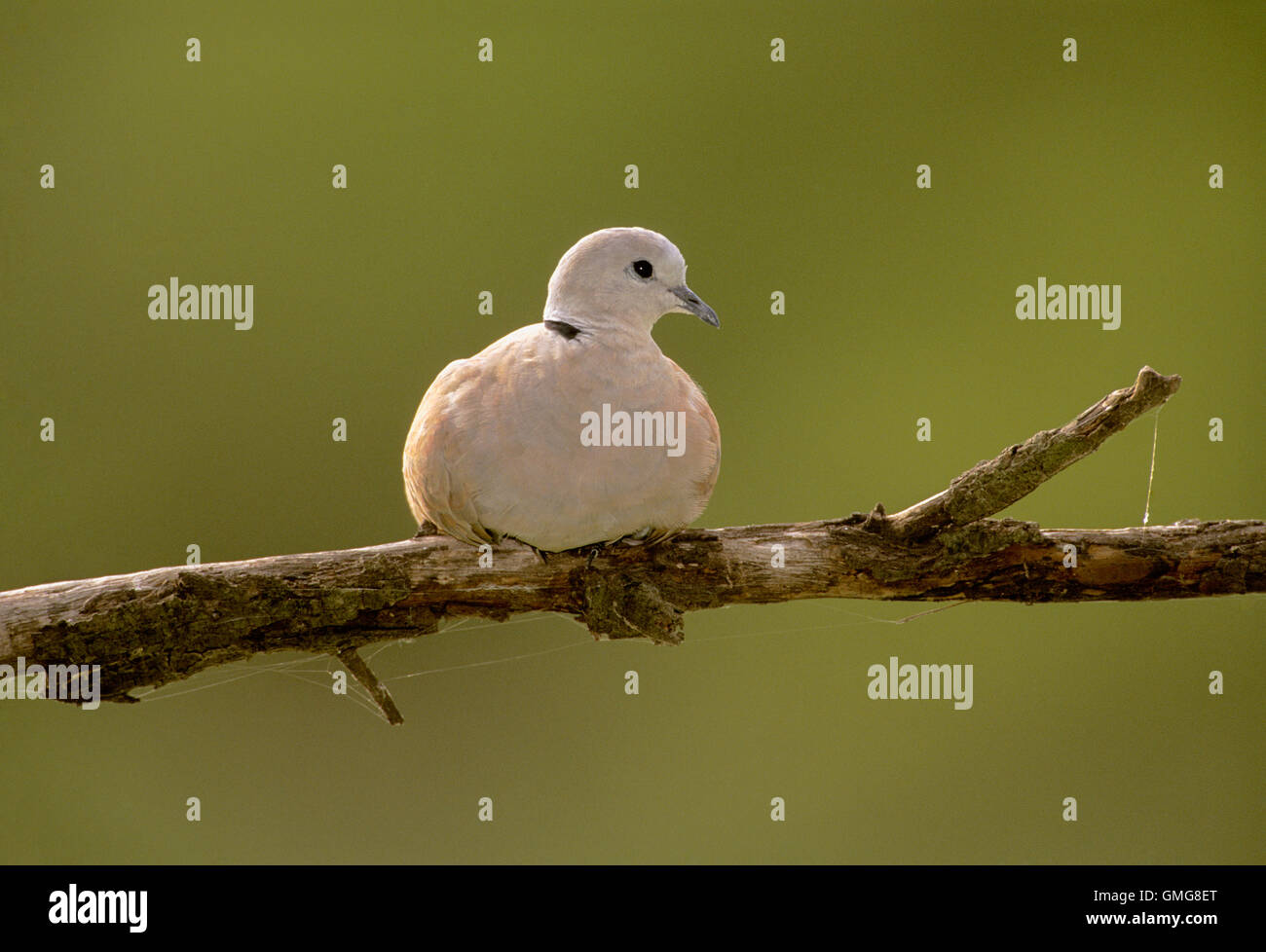 Collared Dove, Streptopelia decaocto, sitting on a branch, Keoladeo National Park, Bharatpur, India Stock Photo