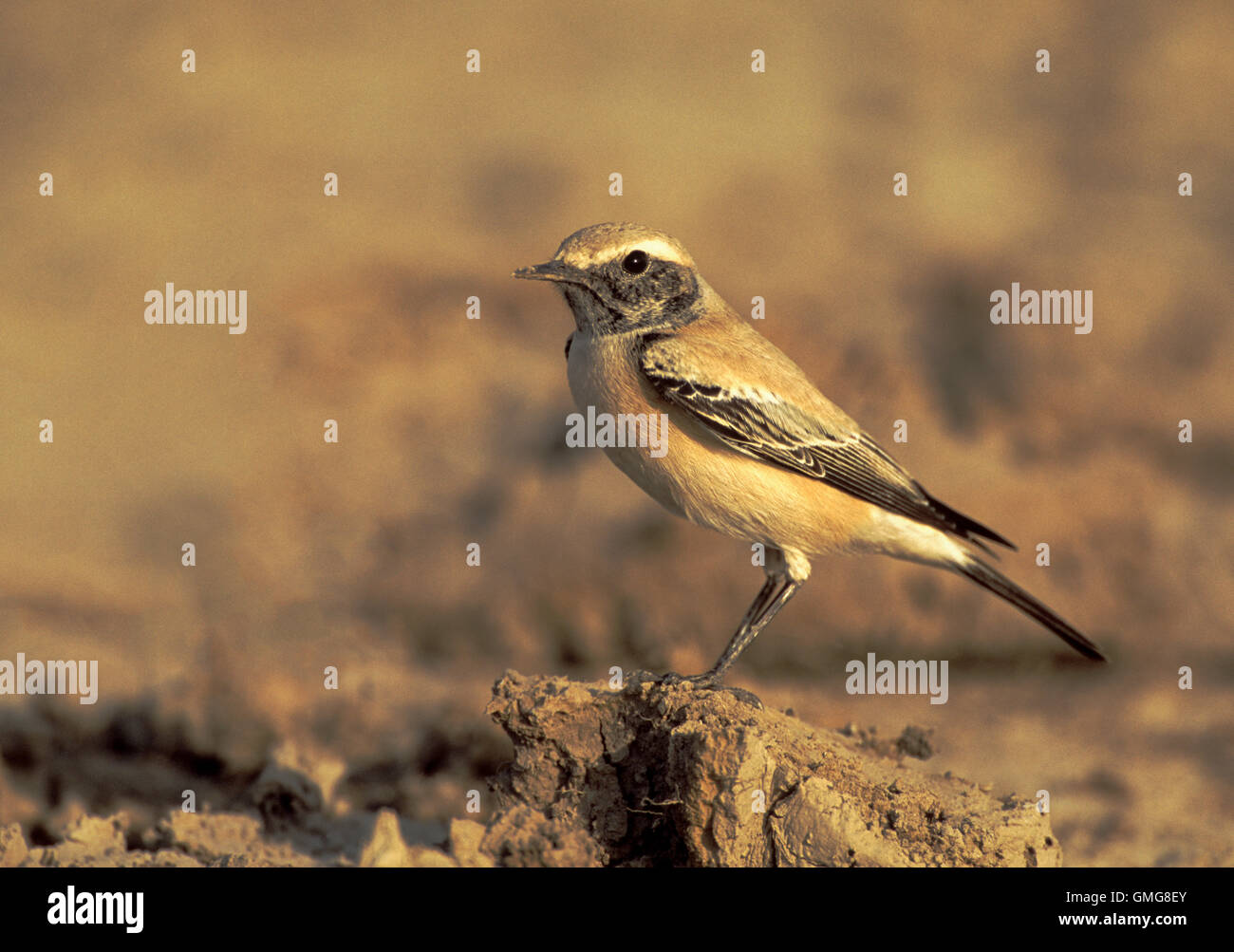 Desert Wheatear, Oenanthe deserti, male, non-breeding plumage, perched on soil clump, Velavadar, Gujarat, India Stock Photo