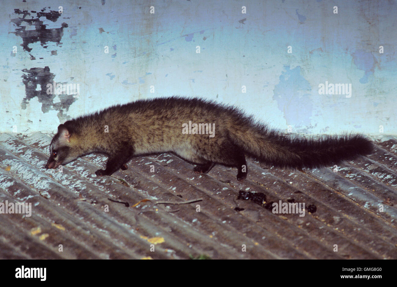 Common Palm Civet Asian Palm Civet Or Toddy Cat Paradoxurus Hermaphroditus On Corrugated Metal Roof Rajasthan India Stock Photo Alamy