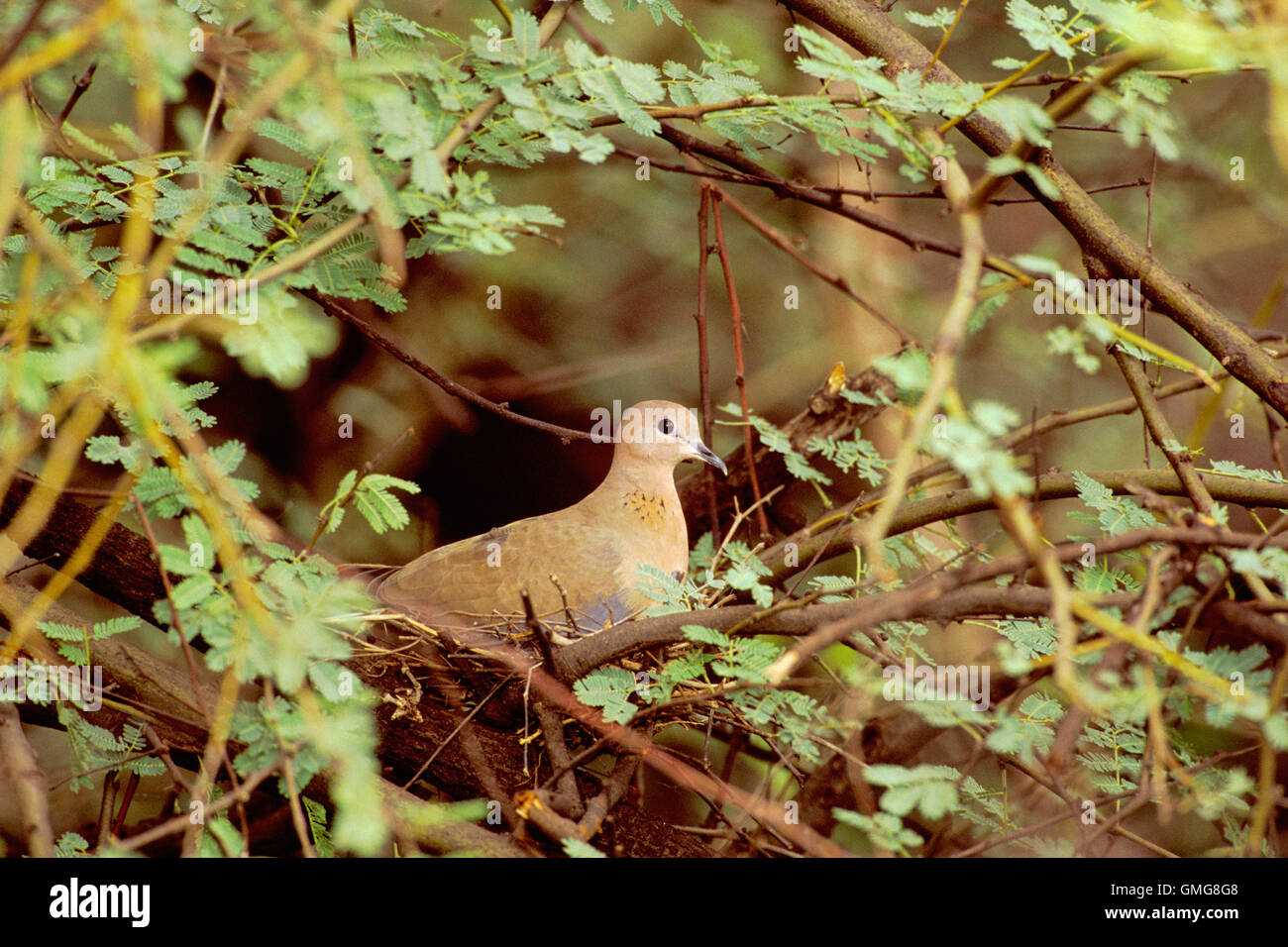 Laughing Dove, sometimes called Little Brown dove, Streptopelia senegalensis, adult on nest, Bharatpur, India Stock Photo