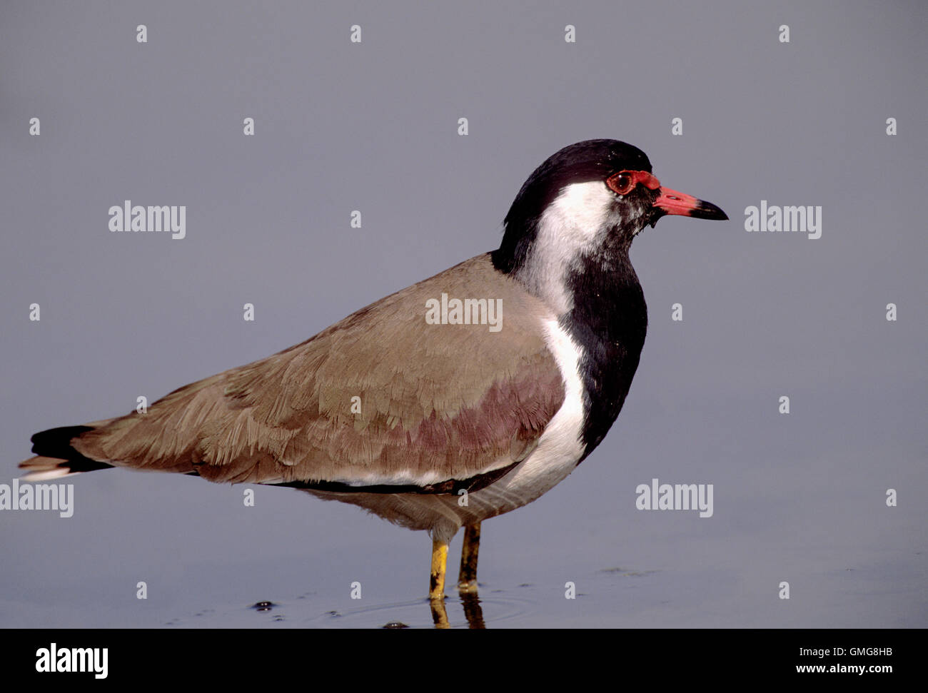 Red-wattled Lapwing, Vanellus indicus, adult bird, Rajasthan, India standing in pond. Stock Photo
